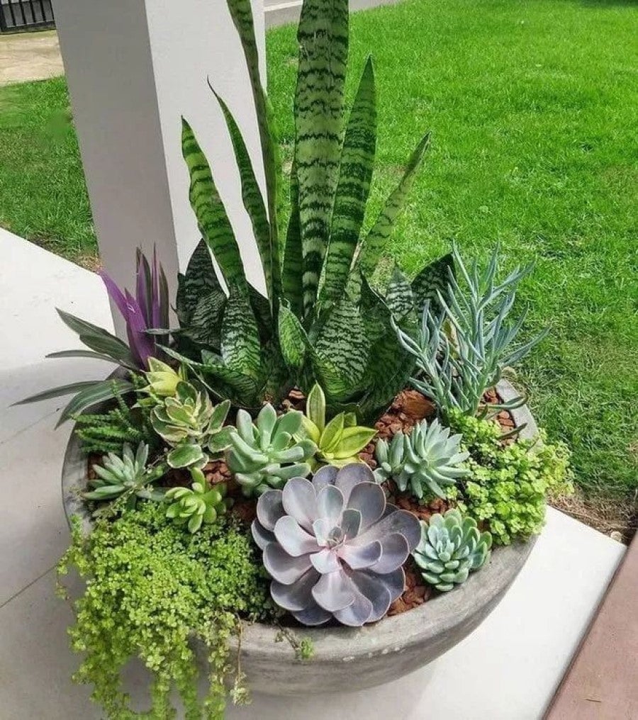 Succulent glory in fall planters