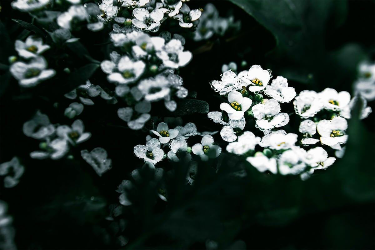 dewy cluster of sweet alyssum; close up of tiny white petals with yellow spots on a round green center