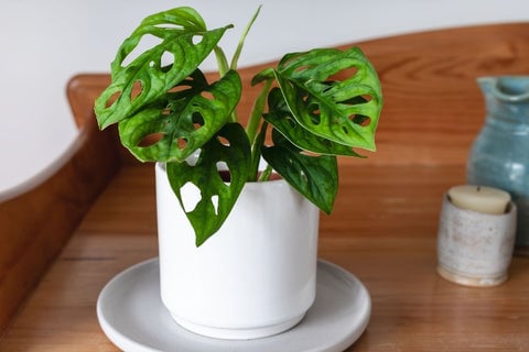 10 Plants That Thrive In North Facing Windows 5 Swiss Cheese Plant with iconic foliage