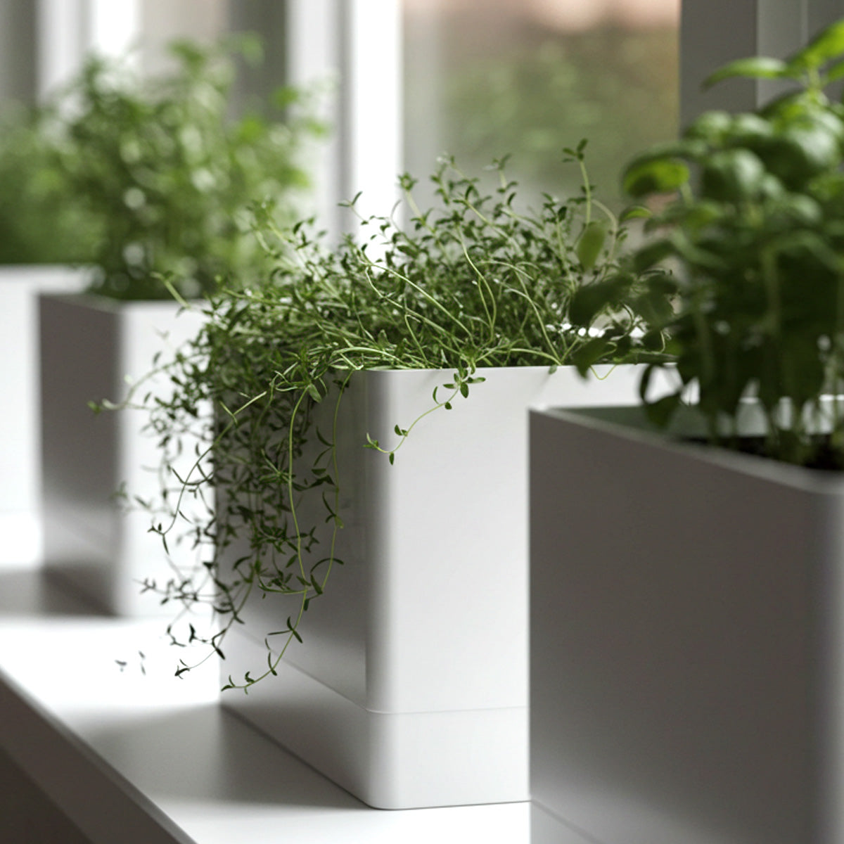 A row of sleek, white rectangular planters lined up on a windowsill, each containing fresh green herbs like basil and thyme, basking in soft natural light from the window.