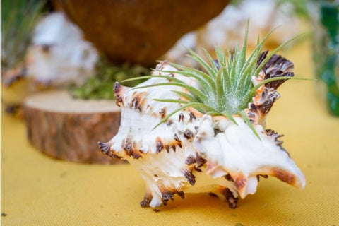 Tillandsia Air Plant