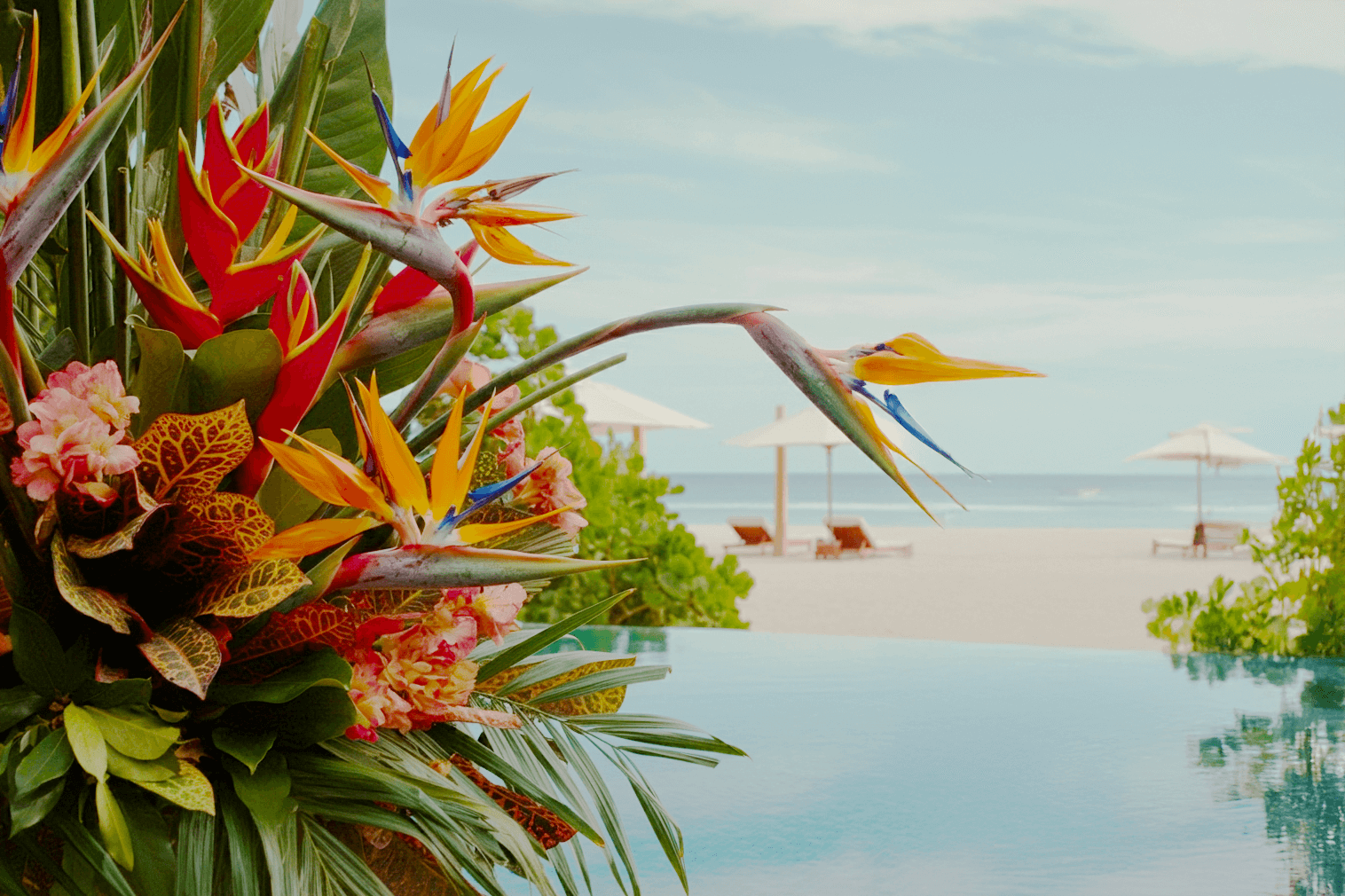Collage of top tropical plants