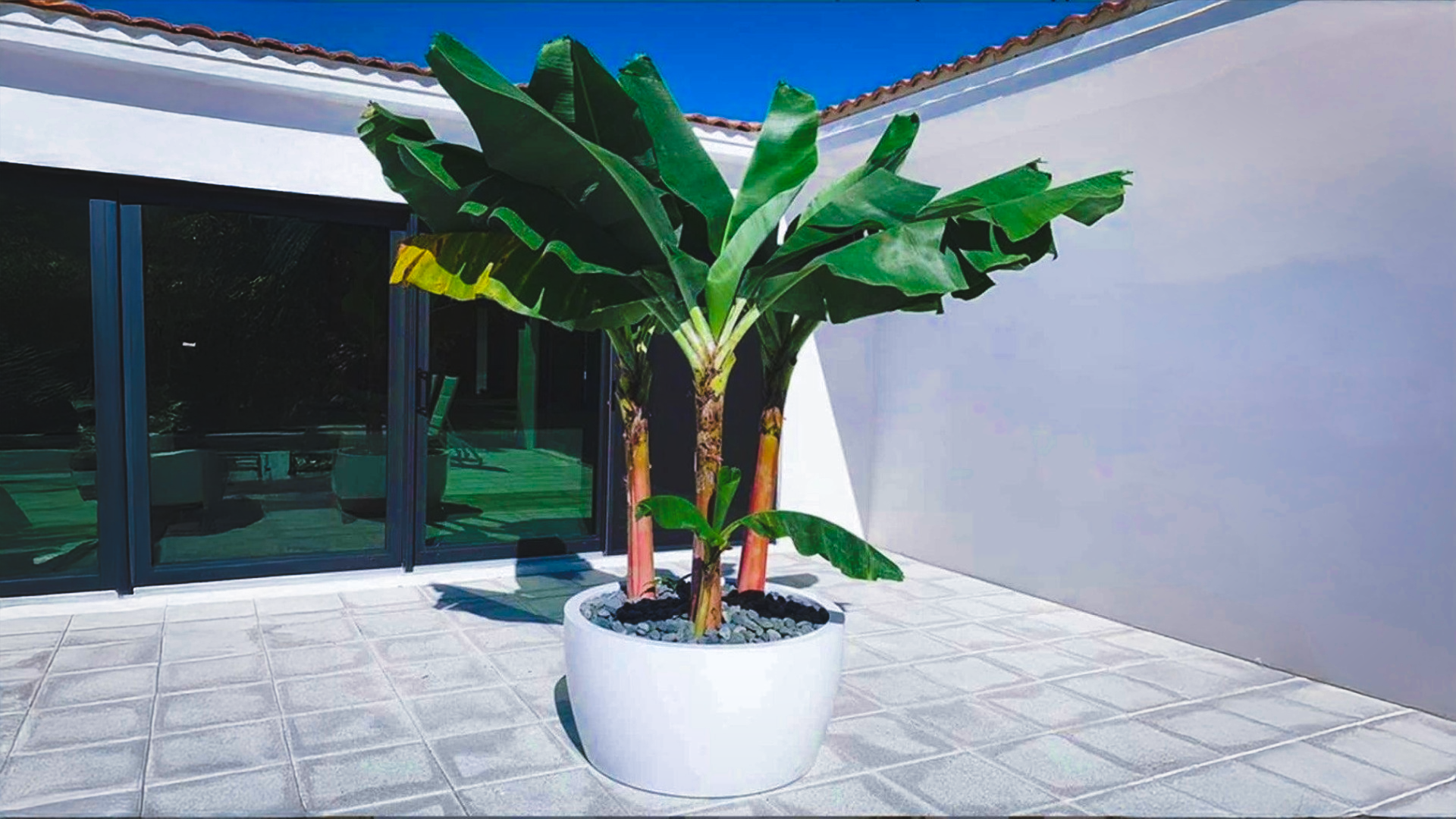 Evergreen Planters for Year-Round Greenery | Fiberglass Container Gardening 2 Untitled 16