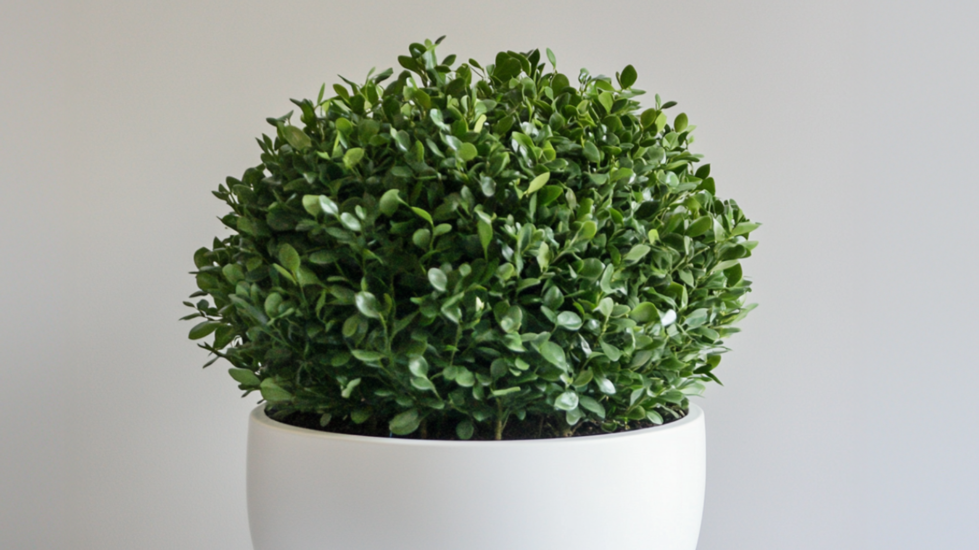 Best Home Office Plants and Planters: Boost Focus, Style & Air Quality 1 Untitled 2