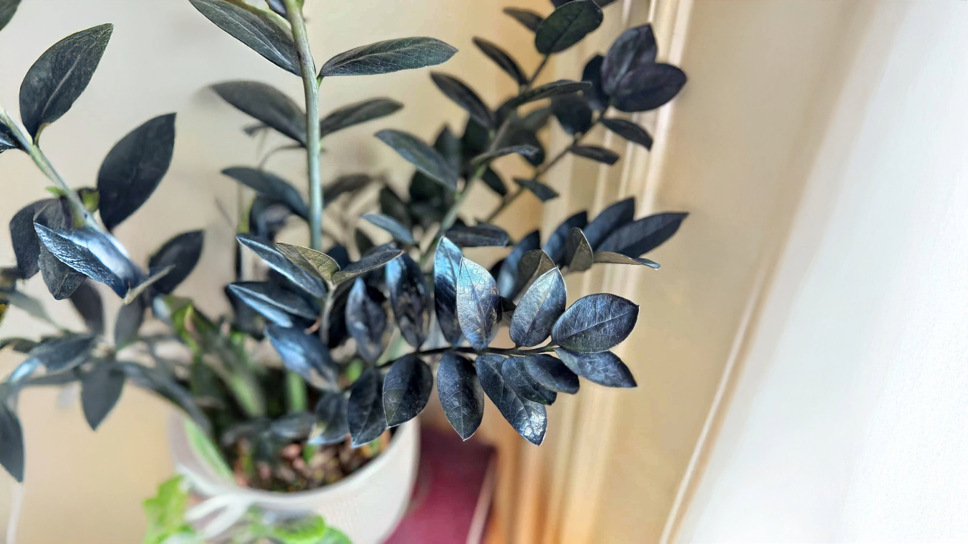 Best Home Office Plants and Planters: Boost Focus, Style & Air Quality 3 Untitled 3 5cb8472a 6071 4956 ab48 94feaa29bb0c
