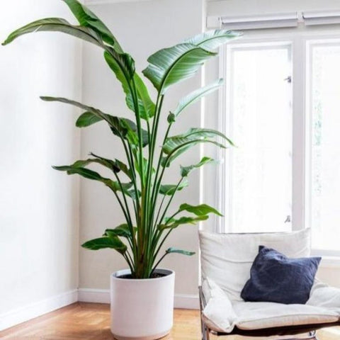 25 Best Small Plants For Home And Apartments 18 White Bird of Paradise