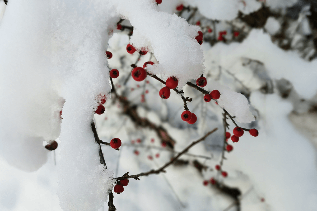Winter Gardening: Creating a Thriving Garden Through the Cold Months 1 Winter garden with evergreens and berry shrubs