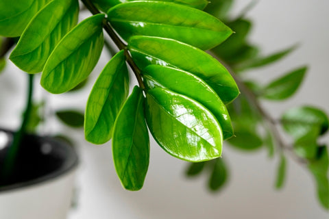 ZZ Plant