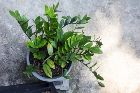 10 Plants That Thrive In North Facing Windows 9 ZZ Plant with dark green leaves