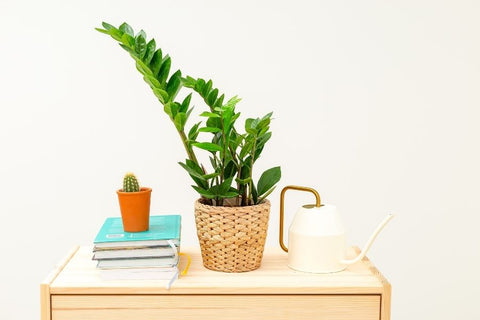 25 Best Small Plants For Home And Apartments 2 ZZ plant