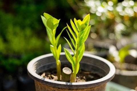 Zamioculcas zamiifolia plant
