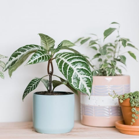 25 Best Small Plants For Home And Apartments 15 Zebra plant