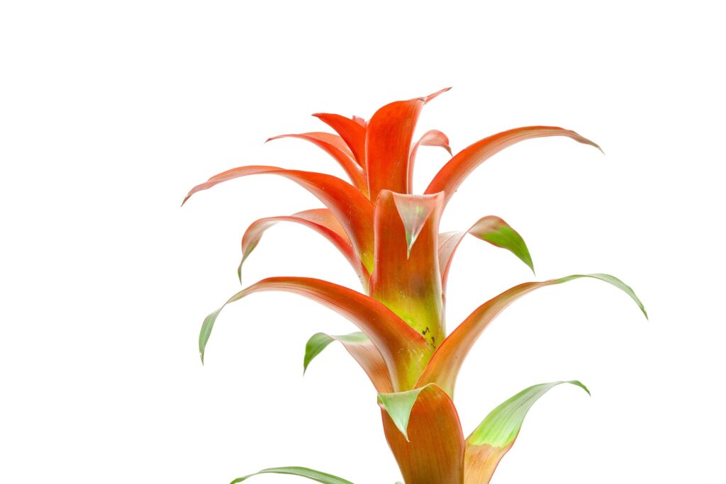 adrian dale C X5XfWzDzs unsplash 1