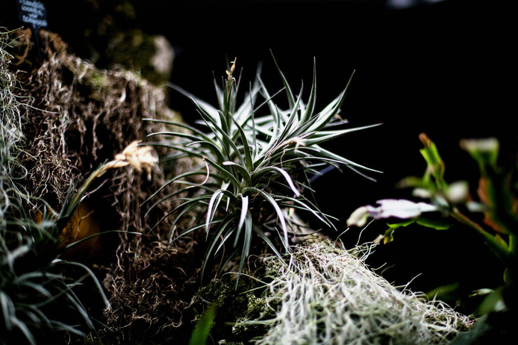 8 Compact Plants Ideal for Small Apartments 8 air plant