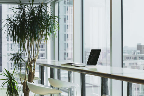 Office Plants Reducing Stress