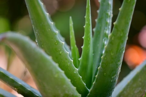 The 10 Best Feng Shui Plants For Home & Business | Enhance Your Health & Wealth 4 An Aloe Vera plant with its characteristic spiky, succulent leaves.