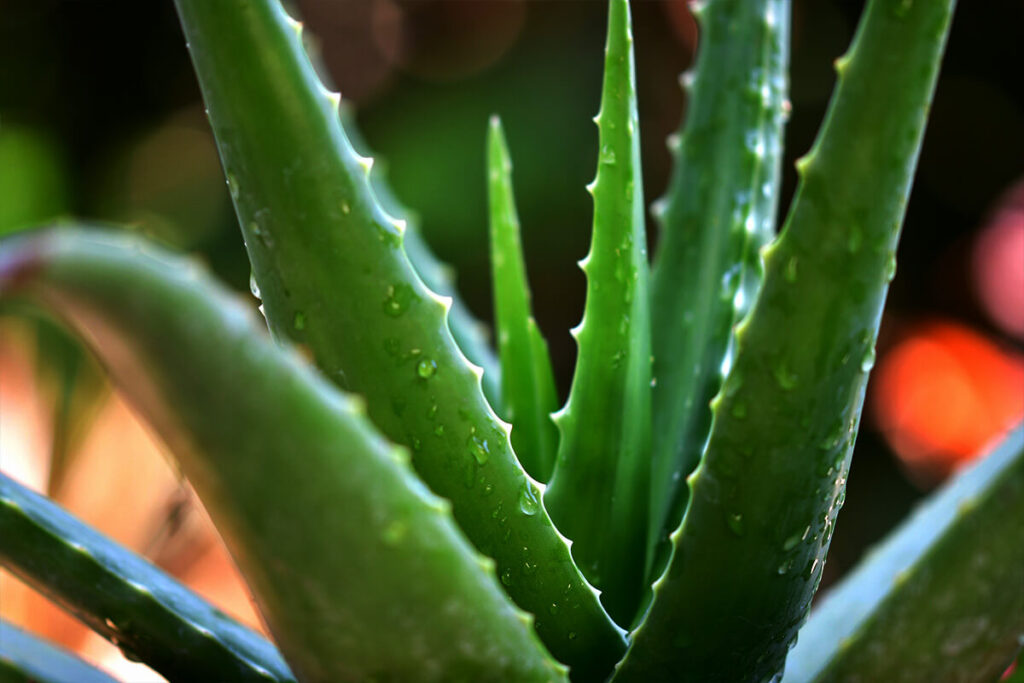 8 Compact Plants Ideal for Small Apartments 6 aloe vera