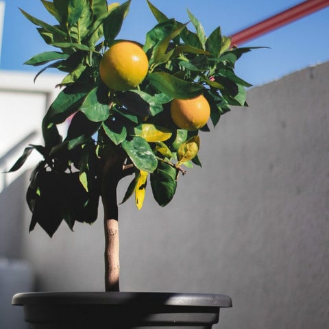 The 10 Best Feng Shui Plants For Home & Business | Enhance Your Health & Wealth 12 A small indoor Citrus Tree with fruit growing on it.