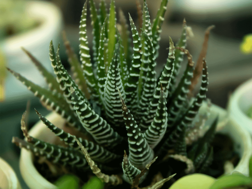 audumbar haldankar f4swxNcjTjw unsplash 1
