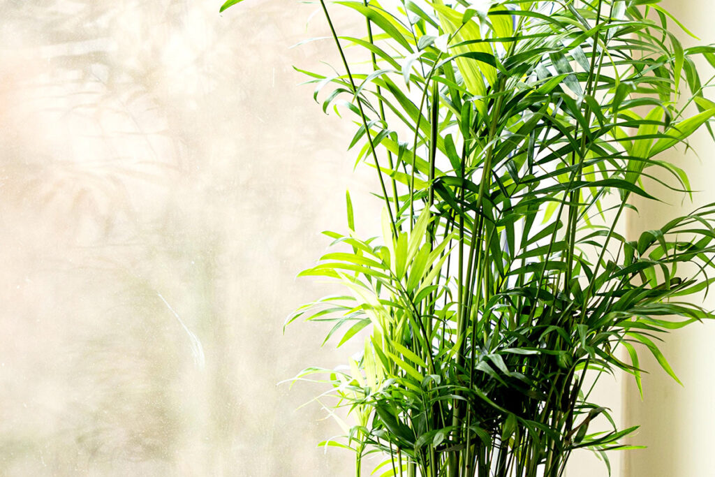 How to Use Feng Shui Plants to Bring Positive Energy into Your Home 5 bamboo palm