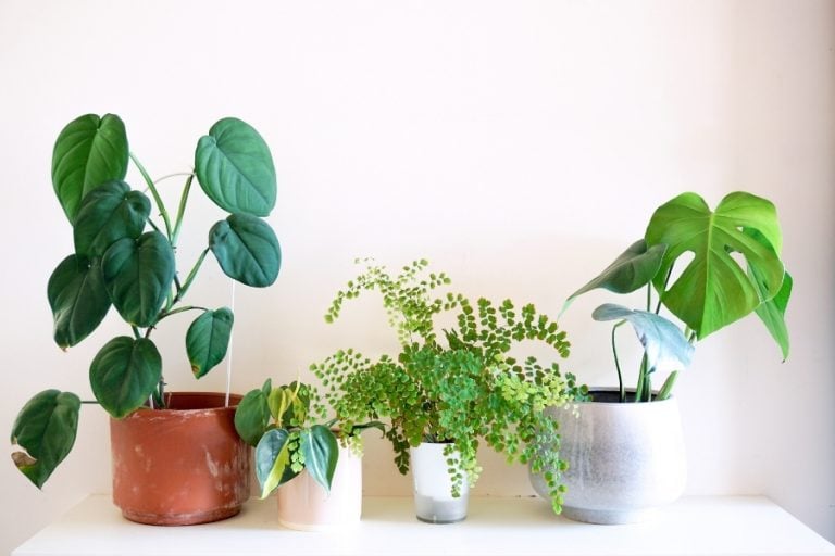 25 Best Small Plants For Home And Apartments