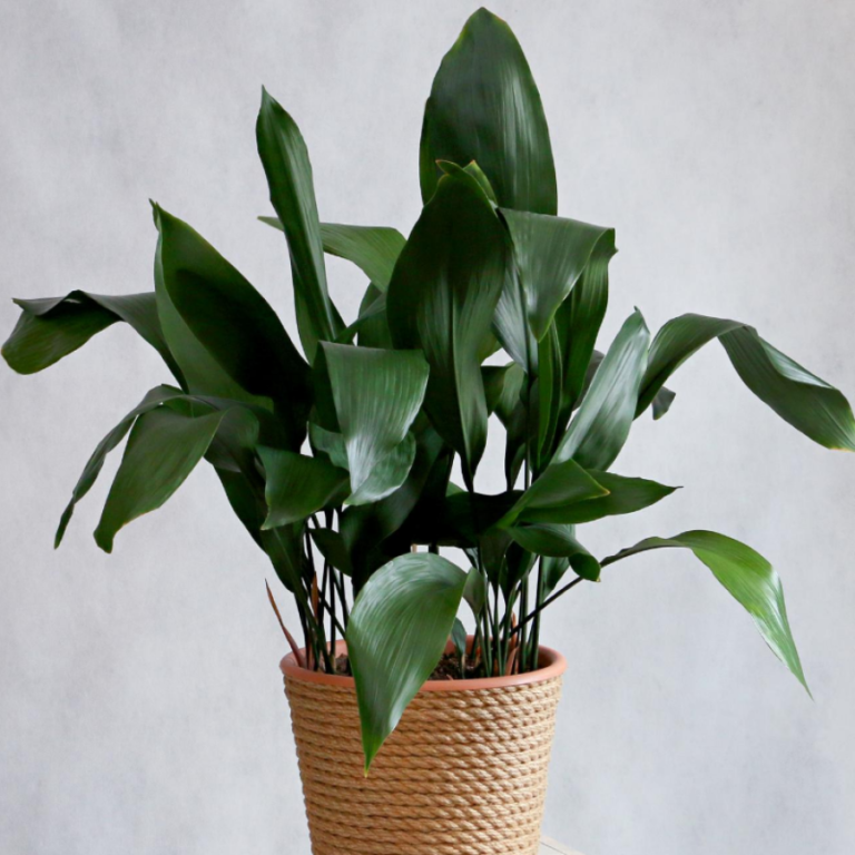 25 Best Small Plants For Home And Apartments 23 Cast Iron Plant