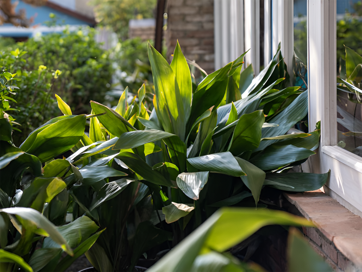Cast Iron Plant (Aspidistra elatior)