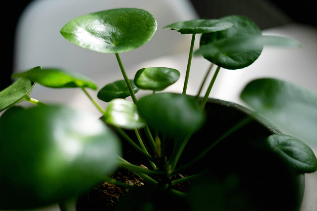8 Compact Plants Ideal for Small Apartments 7 chinese money plant