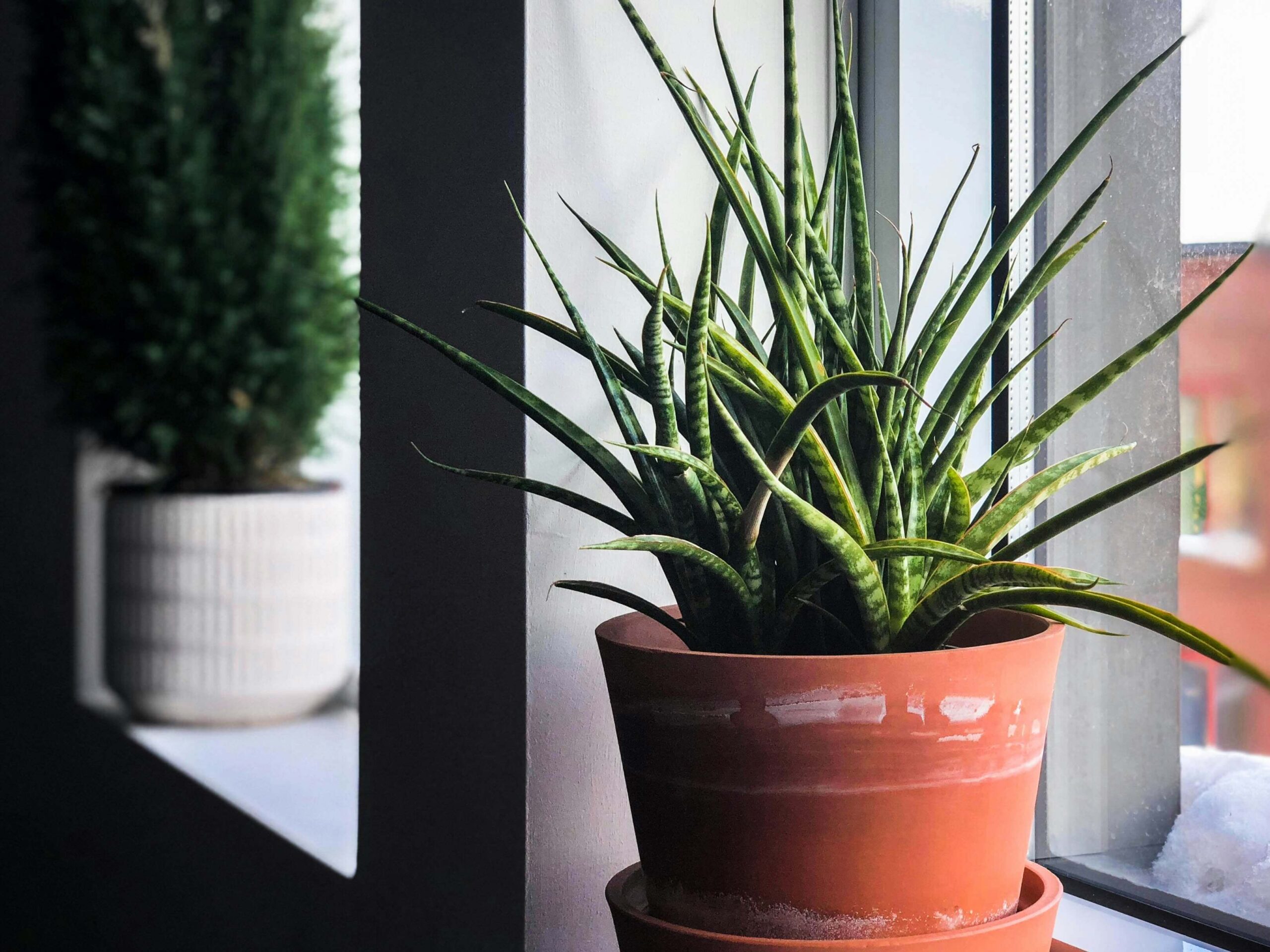 Terracotta vs. Fiberglass Planters: Why Fiberglass Terracotta Planters are the Superior Choice 1 Cracked terracotta clay pot