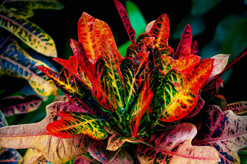 Boosting Workplace Productivity: The Best Plants to Enhance Your Office Space 3 croton plant 1