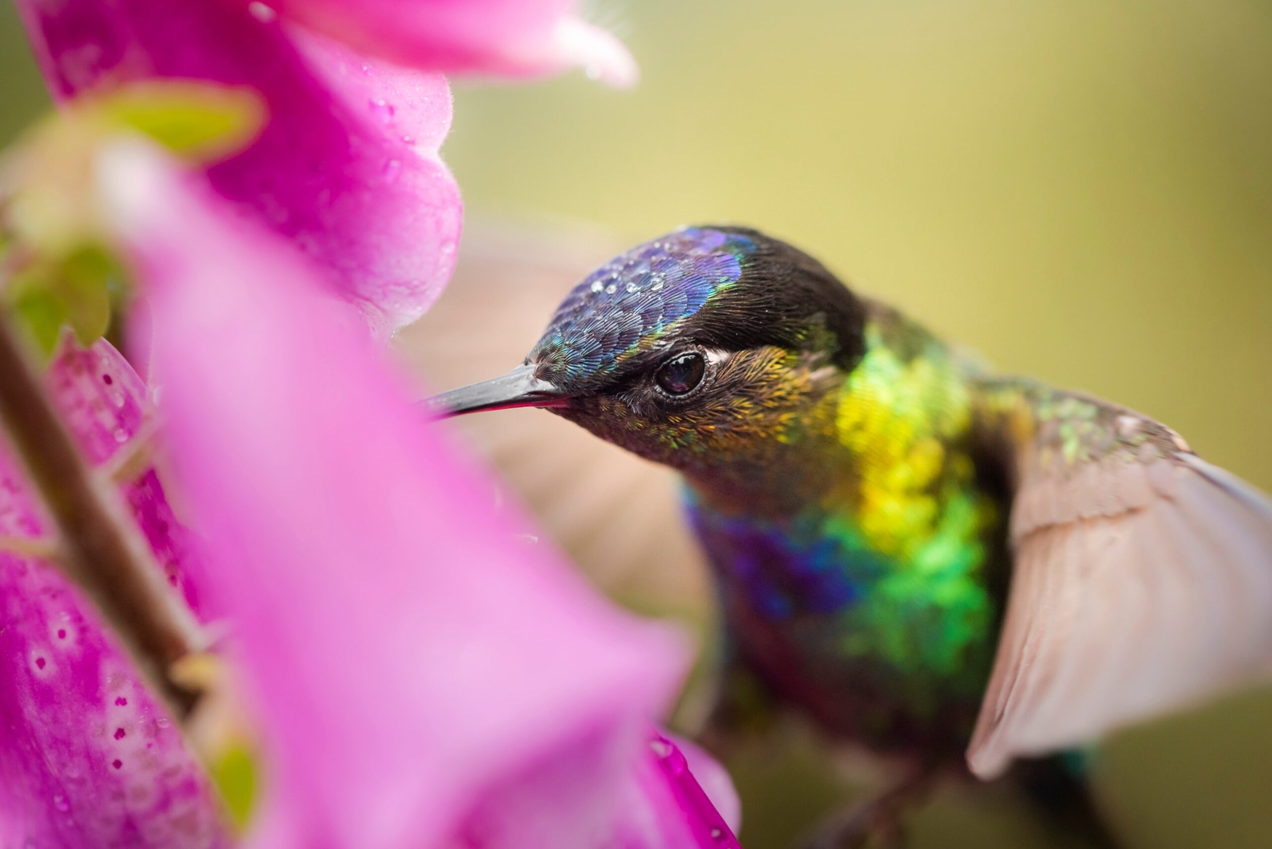 Year-Round Wildlife Support: Smart Choices To Attract Living Things 1 fiery throated hummingbird panterpe insignis sa 2024 09 12 03 45 47 utc scaled