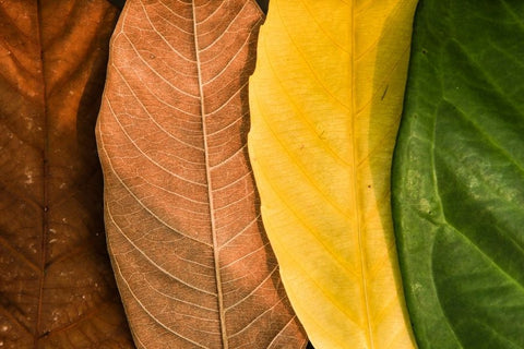 Planters Etc Planting Guide: 10 Helpful Tips and Planting Resources 7 Colorful seasonal leaf