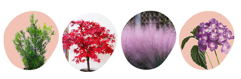 front yard landscaping best plants