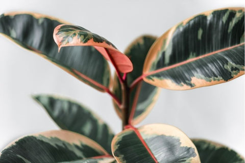 25 Best Small Plants For Home And Apartments 8 Rubber plant
