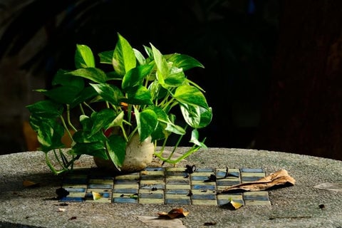 25 Best Small Plants For Home And Apartments 4 Golden pothos