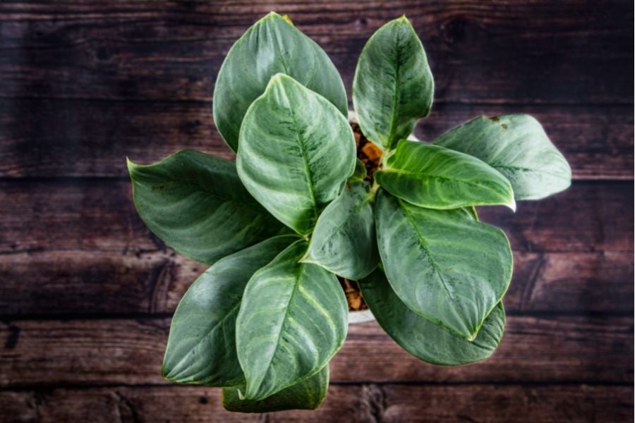 Chinese Evergreen