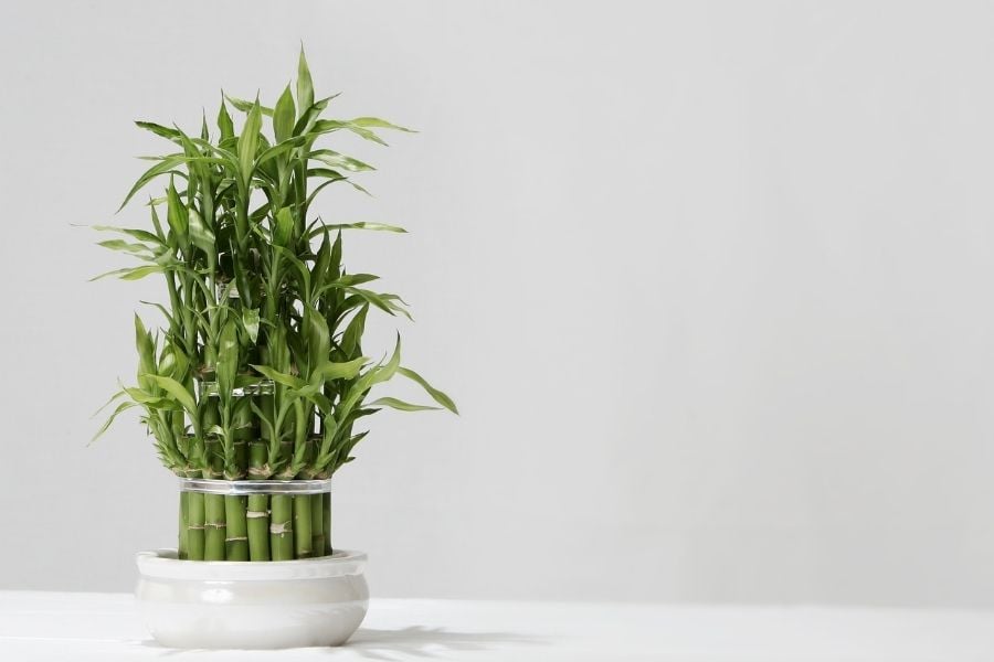 Lucky Bamboo