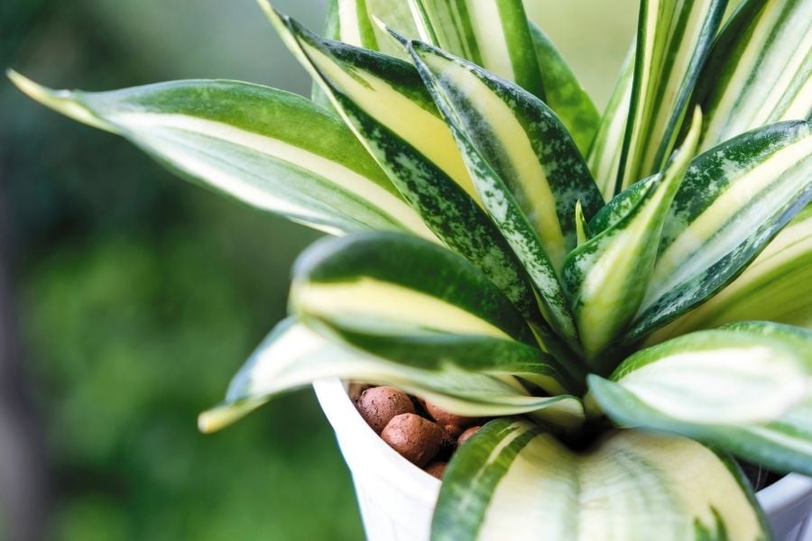 Snake Plant