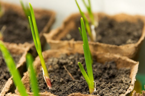 Planters Etc Planting Guide: 10 Helpful Tips and Planting Resources 5 Green growing garlic planted in a peat container at home