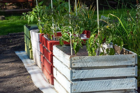 Planters Etc Planting Guide: 10 Helpful Tips and Planting Resources 2 Tomato plants planted in wooden containers