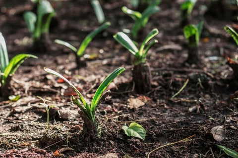 Planters Etc Planting Guide: 10 Helpful Tips and Planting Resources 1 Ornamental plant growing on plots in the garden
