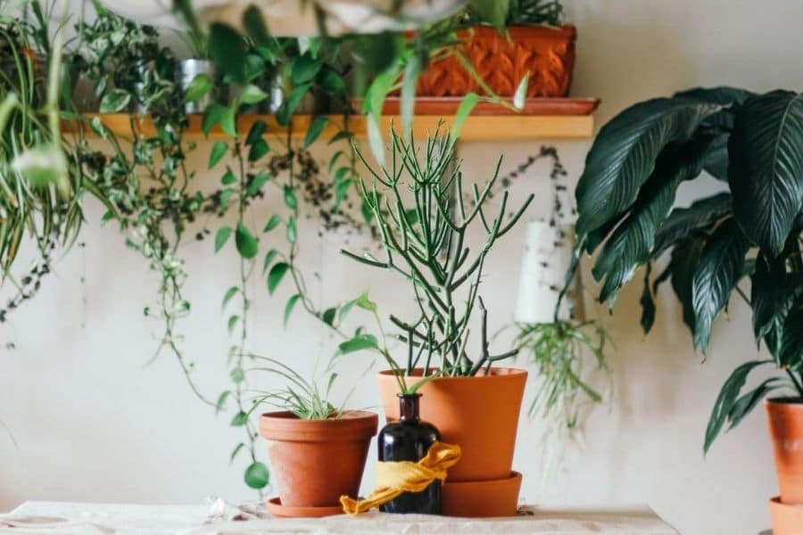 Indoor plants in office