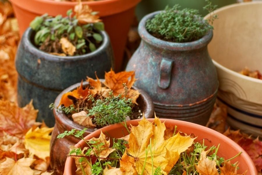 Pots of harvested herbs surrounded by autumn leaves