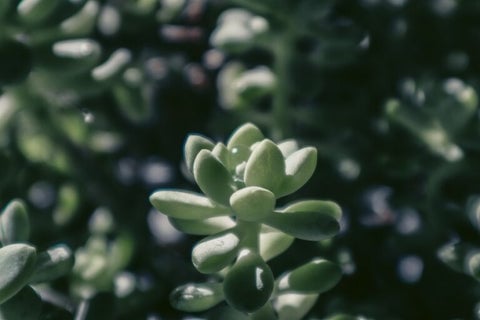 The 10 Best Feng Shui Plants For Home & Business | Enhance Your Health & Wealth 8 A healthy Jade Plant with thick, coin-shaped succulent leaves.