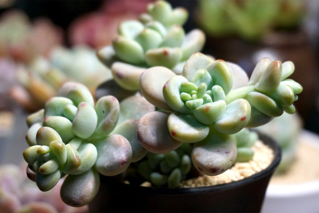 How to Use Feng Shui Plants to Bring Positive Energy into Your Home 4 jade plant