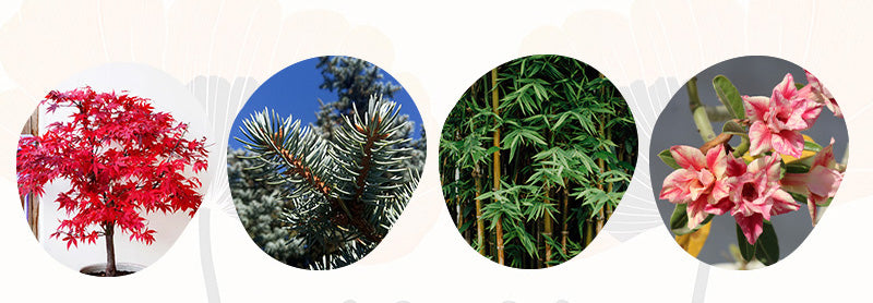 japanese plant choices