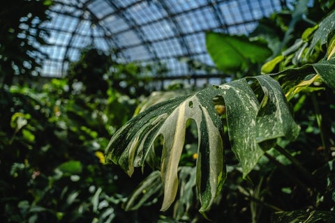 Monstera Thai Constellation