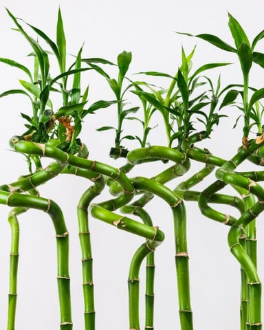 The 10 Best Feng Shui Plants For Home & Business | Enhance Your Health & Wealth 10 Stalks of Lucky Bamboo in a vase.
