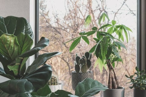 The 10 Best Feng Shui Plants For Home & Business | Enhance Your Health & Wealth 5 A Money Tree plant with its distinctive braided trunk and green leaves.
