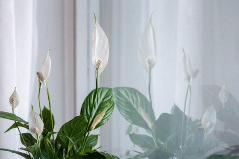 The 10 Best Feng Shui Plants For Home & Business | Enhance Your Health & Wealth 7 A Peace Lily plant with its white spathe flower and dark green leaves.